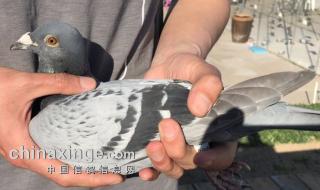 天津开创者国际赛鸽俱乐部 天津开创者国际赛鸽俱乐部