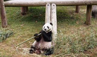 熊猫乐乐身上的血洞 熊猫乐乐身上的血洞